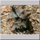 Stylops melittae - Faecherfluegler m44 5mm an Andrena vaga.jpg